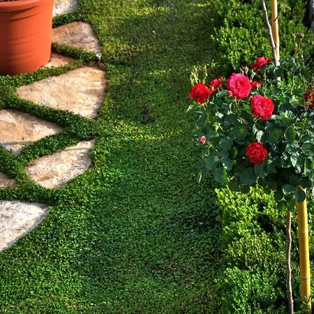 Paradis 4* Štikovica